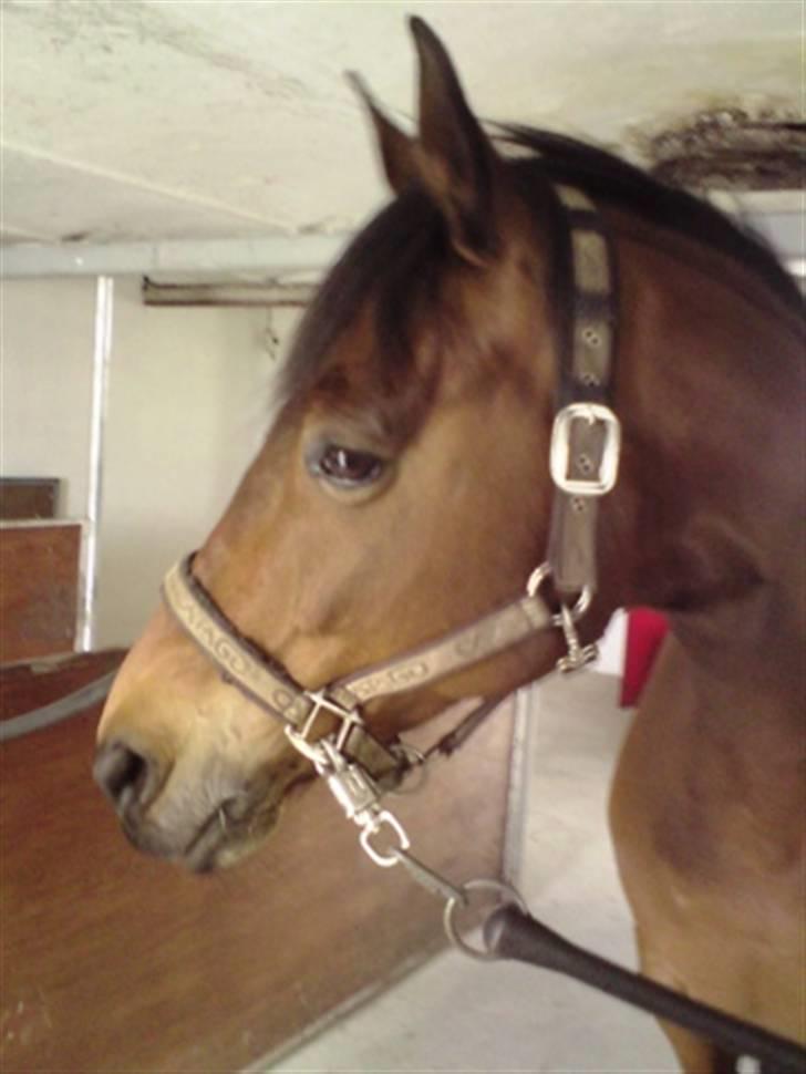 Anden særlig race Hugobell billede 6