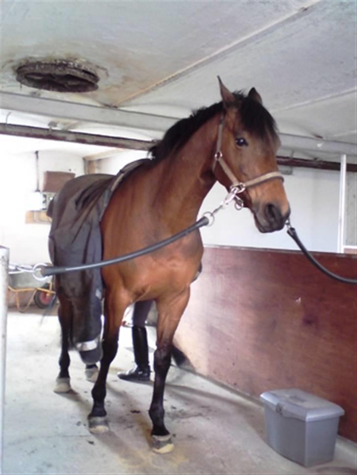 Anden særlig race Hugobell billede 7