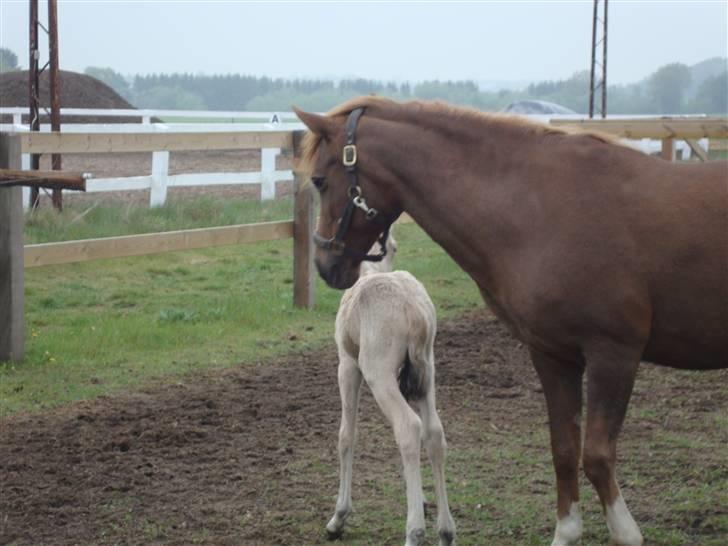 DSP flikka billede 2