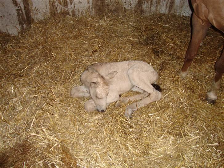 DSP flikka billede 3