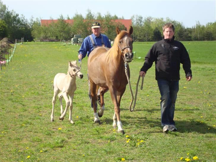 DSP flikka billede 4