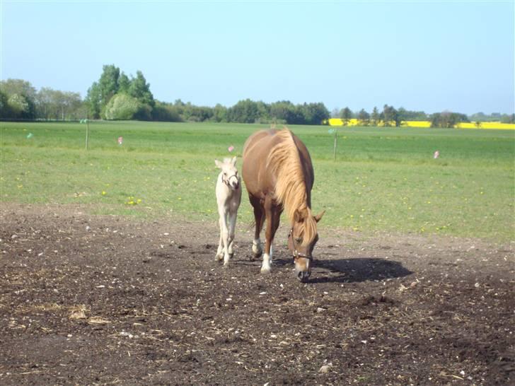 DSP flikka billede 5