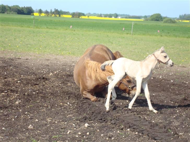 DSP flikka billede 6