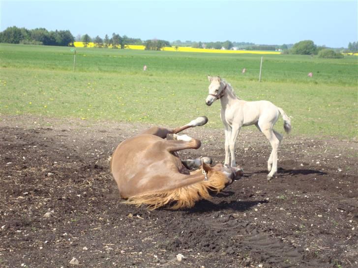 DSP flikka billede 7