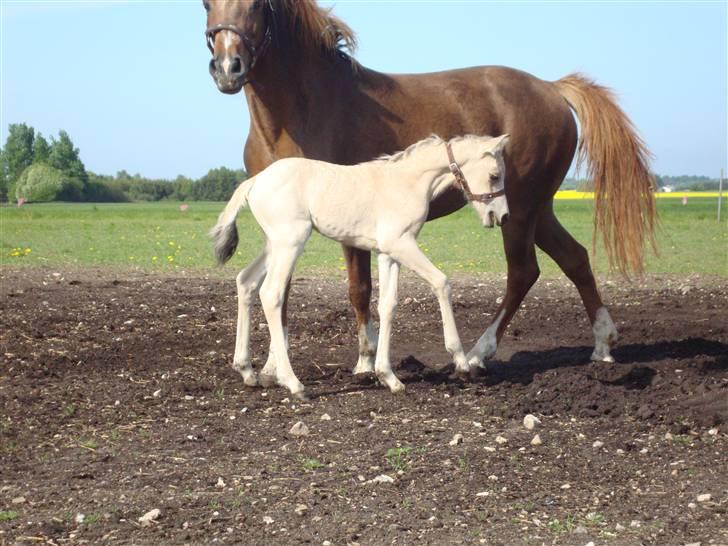 DSP flikka billede 8