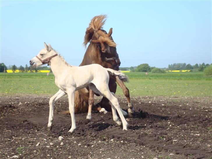 DSP flikka billede 9