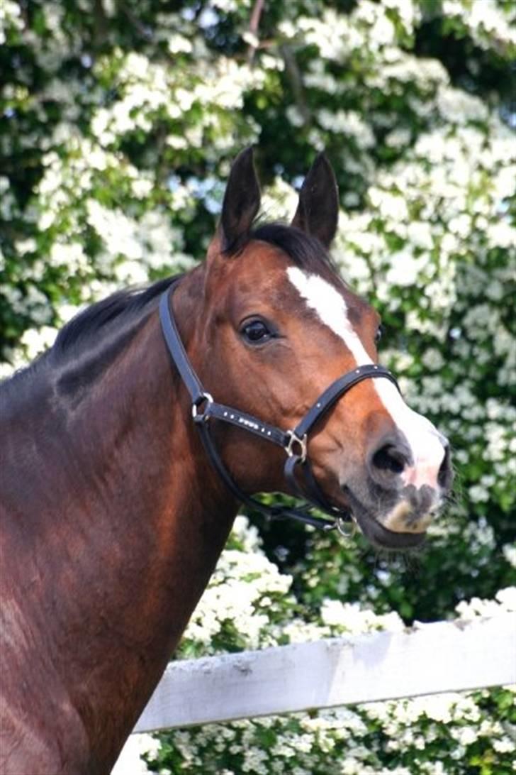 Dansk Varmblod Anika Kick - solgt  - velkommen til min profil - ( fotograf louise lykkebo) billede 1