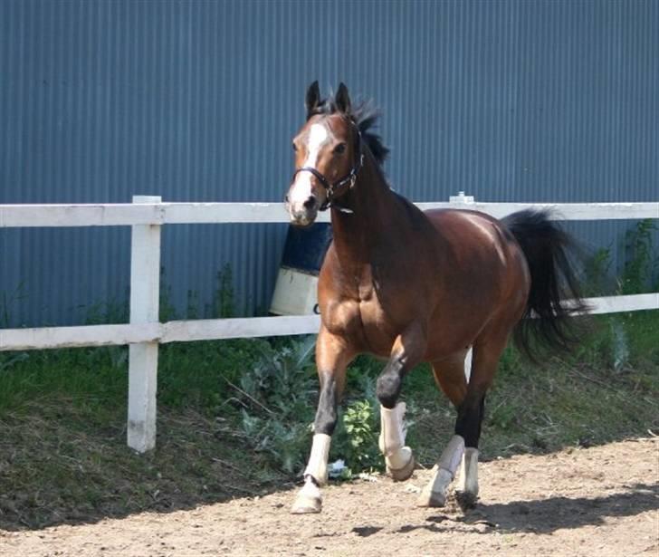 Dansk Varmblod Anika Kick - solgt  - fuld galop - ( fotograf louise lykkebo) billede 2