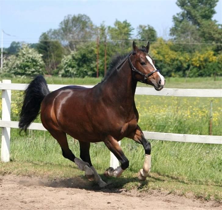 Dansk Varmblod Anika Kick - solgt  - fuld galop igen - ( fotograf louise lykkebo) billede 3