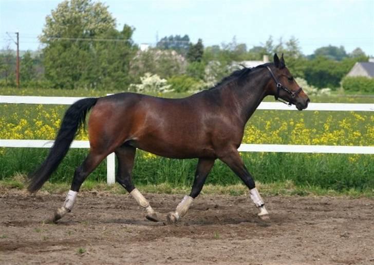 Dansk Varmblod Anika Kick - solgt  - lundte trav - (fotograf louise lykkebo) billede 5