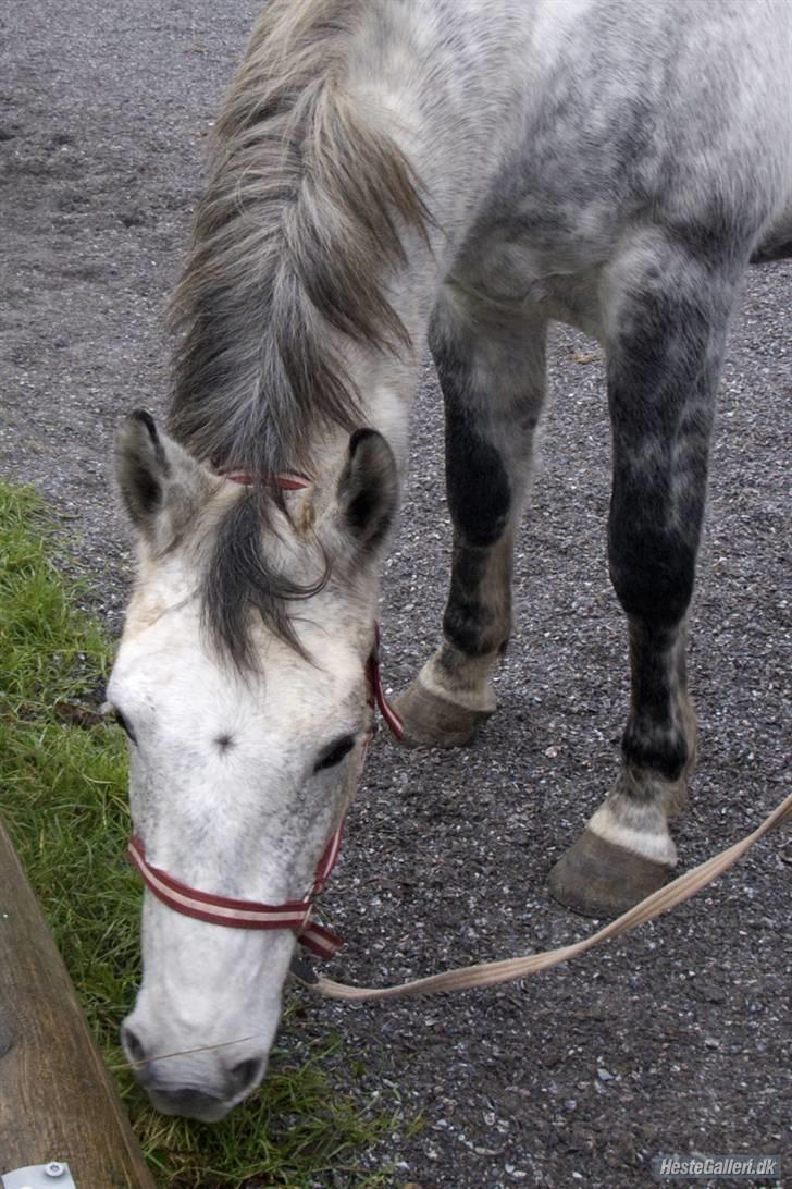 Hollandsk Varmblod Sandy RIP - Sandy spiser lidt græs. :) billede 16