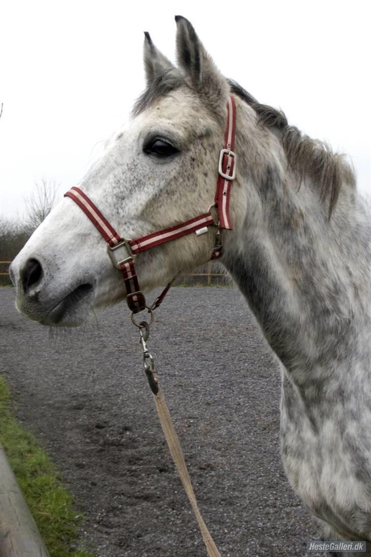 Hollandsk Varmblod Sandy RIP - Elsker den smukke lækre hest. billede 17