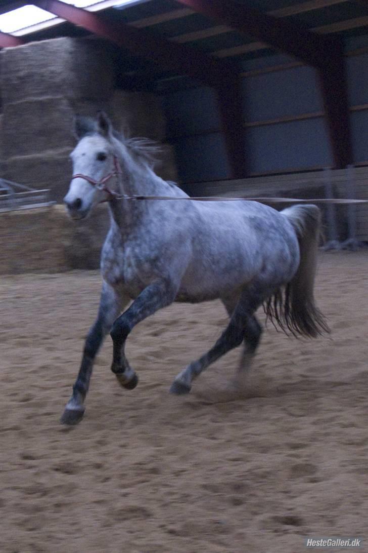 Hollandsk Varmblod Sandy RIP - Sandy i fuld galop.  billede 18