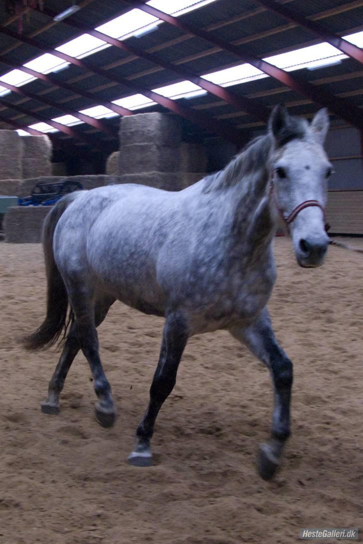 Hollandsk Varmblod Sandy RIP - Smukke i trav i longe. billede 19
