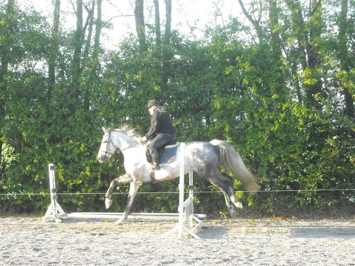 Hollandsk Varmblod Sandy RIP - Spring en forårsaften sammen med min mor. billede 20