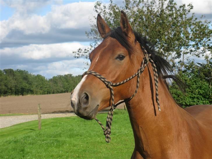 DSP Shivas billede 1