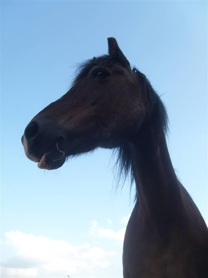 Welsh Pony (sec B) vallhals ballerina billede 16