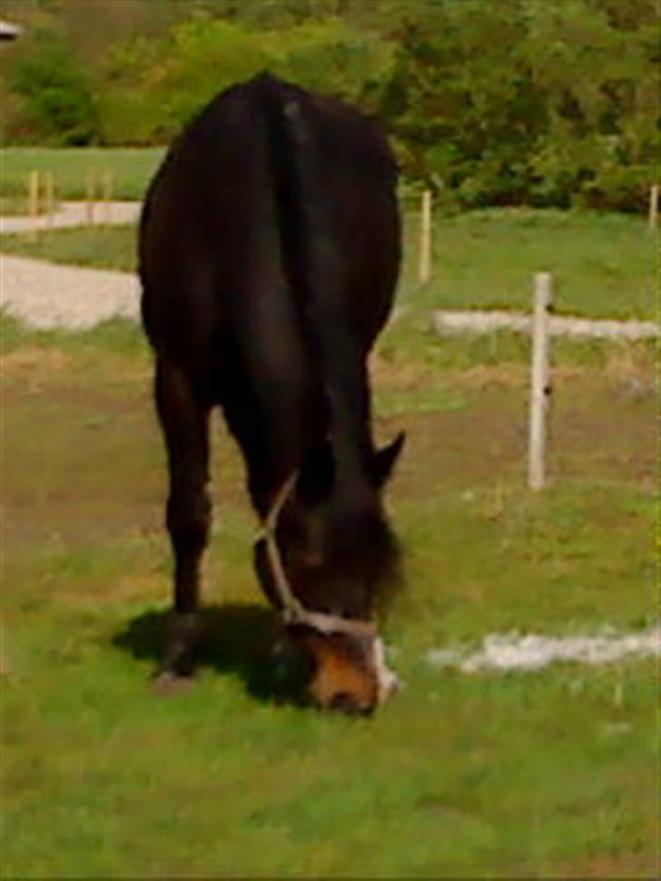 Oldenborg Cille  billede 8