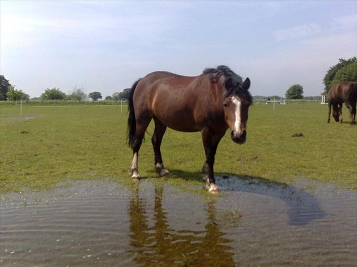 Welsh Pony af Cob-type (sec C) Felicia (Solgt&savnet) - Bøttekildens Felicia Tilsalg :-) billede 1