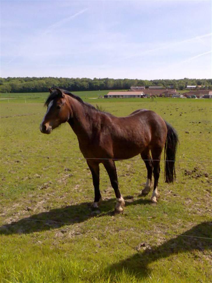 Welsh Pony af Cob-type (sec C) Felicia (Solgt&savnet) billede 3
