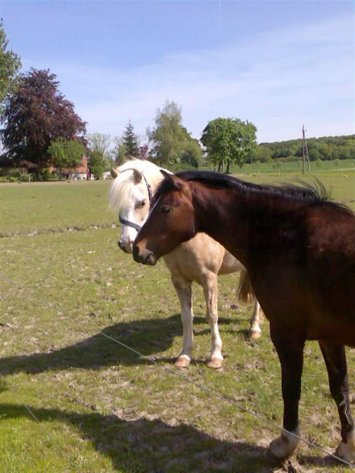 Welsh Pony af Cob-type (sec C) Felicia (Solgt&savnet) - mig og pippi billede 4