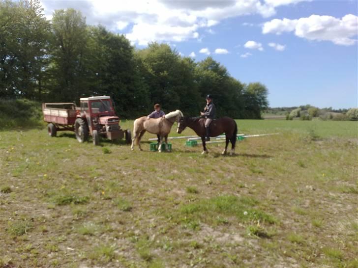 Welsh Pony af Cob-type (sec C) Felicia (Solgt&savnet) - og igen billede 5