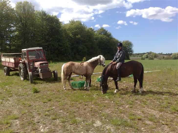 Welsh Pony af Cob-type (sec C) Felicia (Solgt&savnet) - igen billede 6