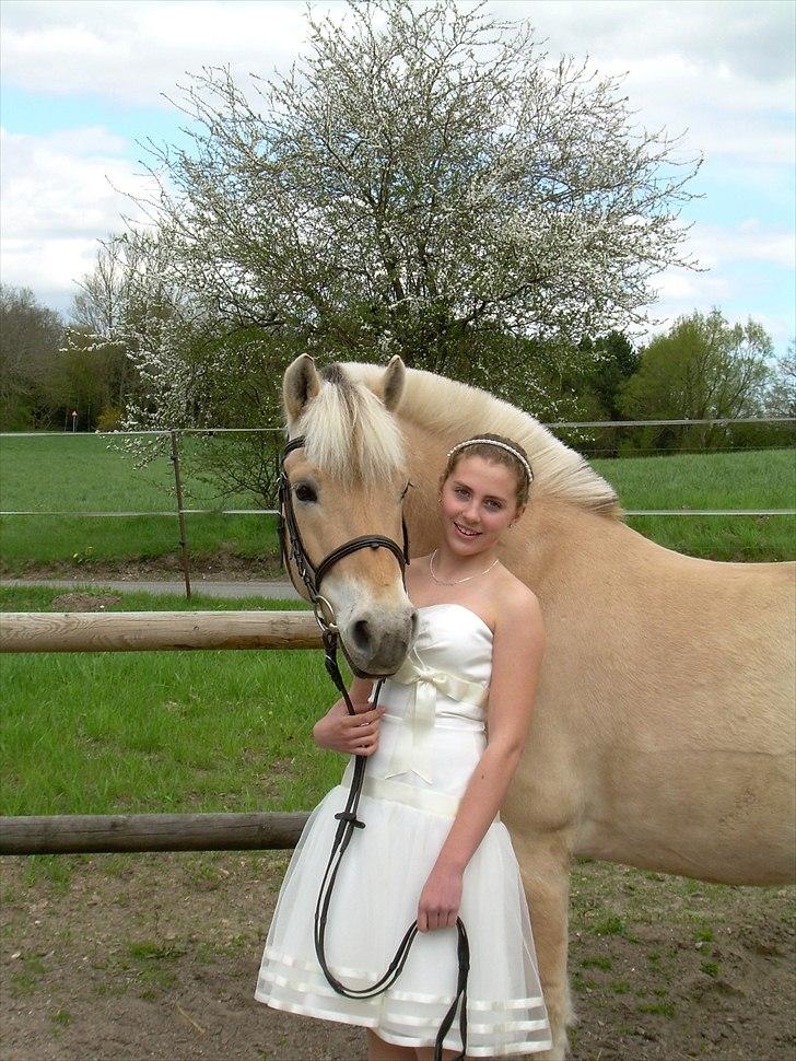 Fjordhest Rask Kongehøj R.I.P. - Konfirmation 2010 billede 3