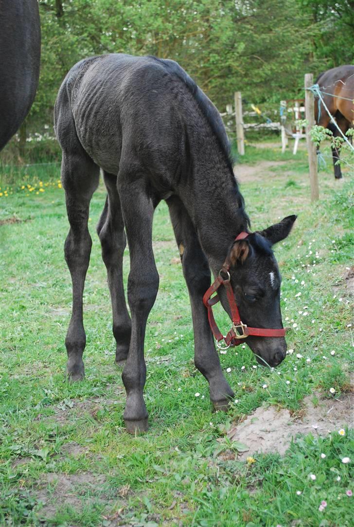 Oldenborg Søballegårds Shakira - Velkommen til Shakira´s profil smid gerne en bedømmelse og en kommantar :D billede 1