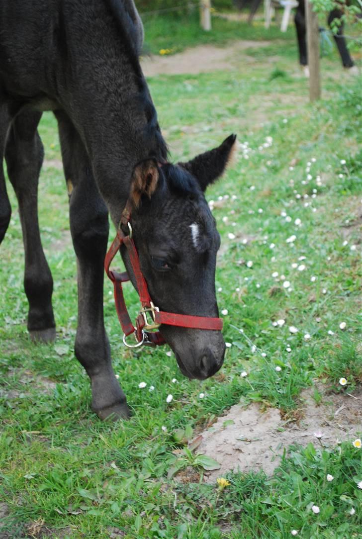 Oldenborg Søballegårds Shakira - Shakira april 2009 Foto: Janni  billede 2