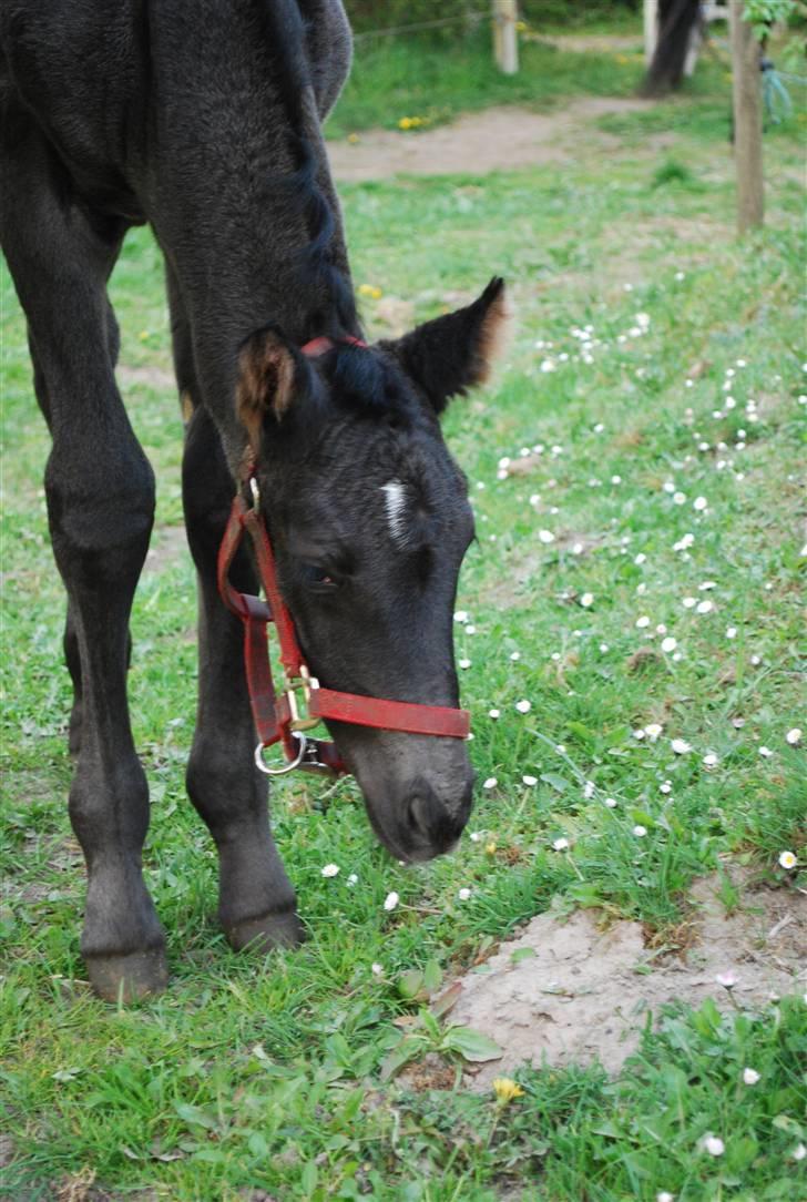 Oldenborg Søballegårds Shakira - Shakira april 2009 Foto: Janni  billede 3