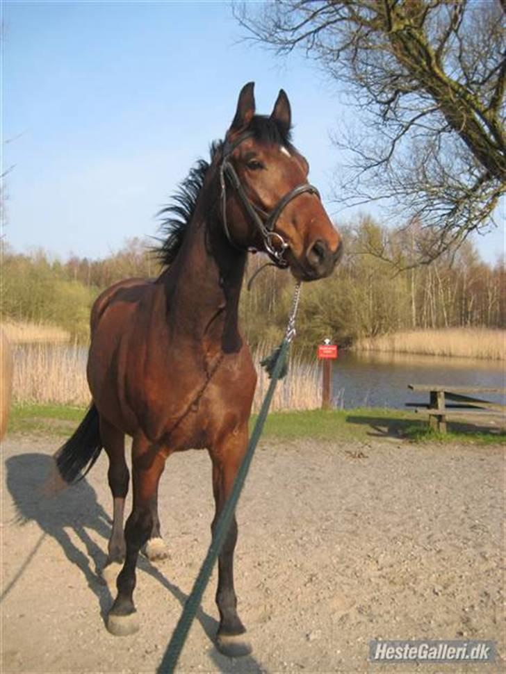 Anden særlig race Bacardi -  (16 april 2009) billede 20