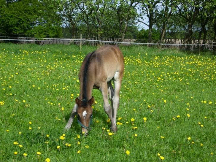 Dansk Varmblod Falcon billede 16