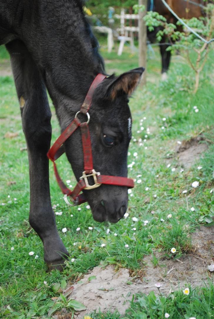 Oldenborg Søballegårds Shakira - Shakira april 2009 Foto: Janni  billede 5