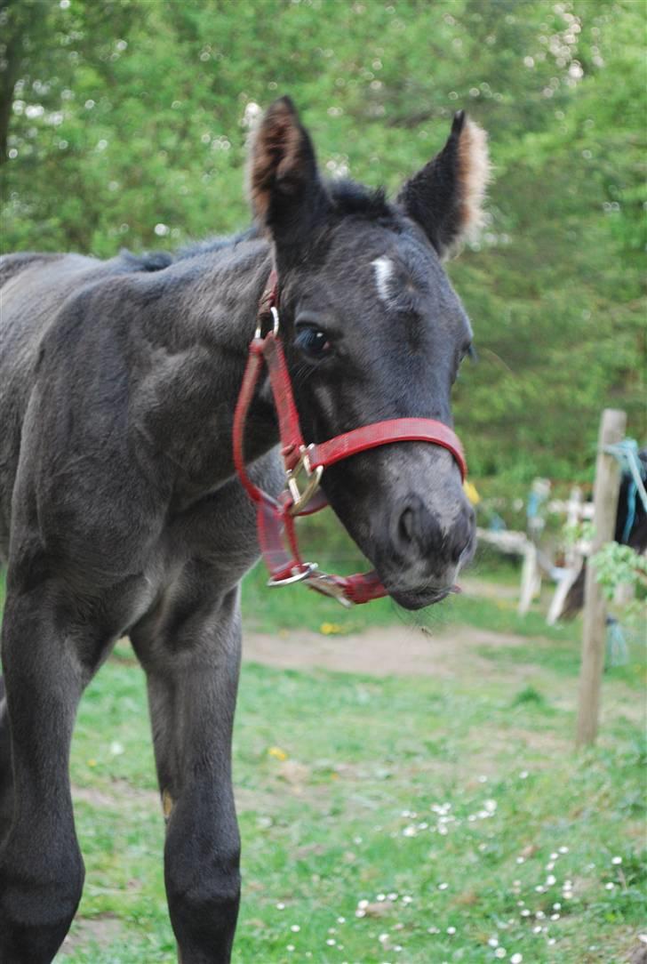 Oldenborg Søballegårds Shakira - Shakira april 2009 Foto: Janni  billede 6