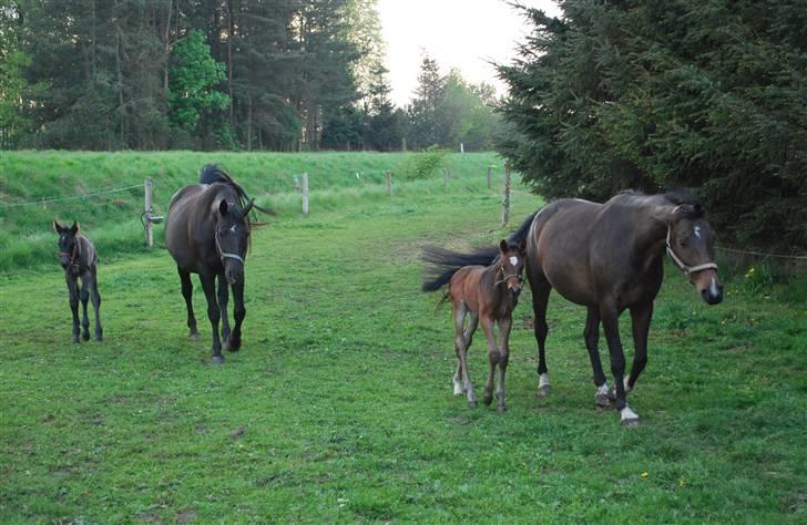 Oldenborg Søballegårds Shakira - Fine Shakira sammen med sin mor Gry og hendes foldkamerat San Diego og hans mor Elonia Foto: Janni  billede 7