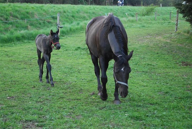 Oldenborg Søballegårds Shakira - Shakira og hendes mor april 2009 Foto: Janni billede 8