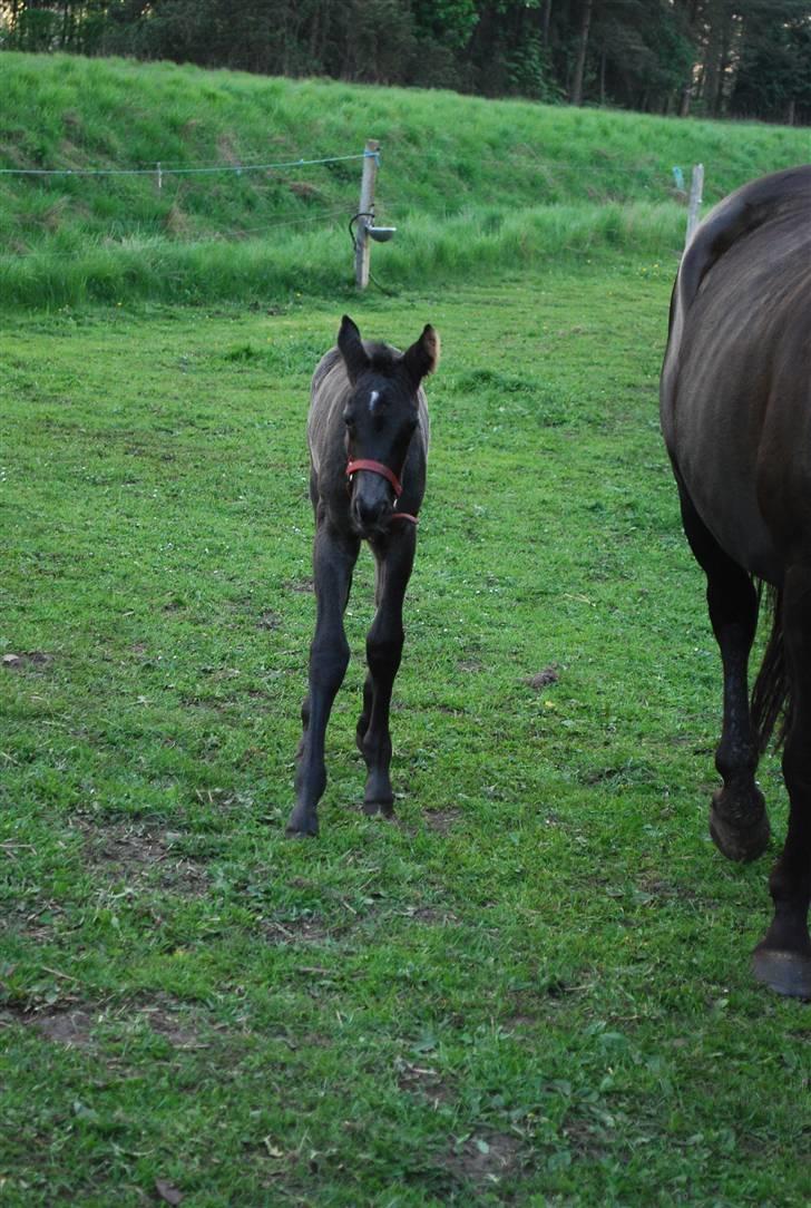 Oldenborg Søballegårds Shakira - Shakira og hendes mor april 2009 Foto: Janni billede 9