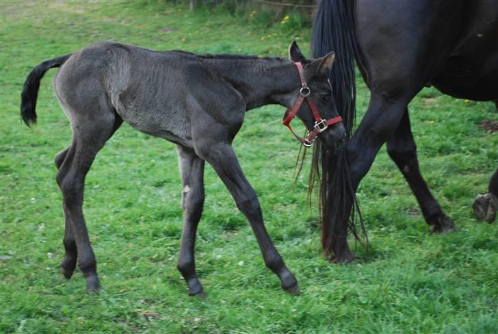 Oldenborg Søballegårds Shakira - Shakira og hendes mor april 2009 Foto: Janni billede 10