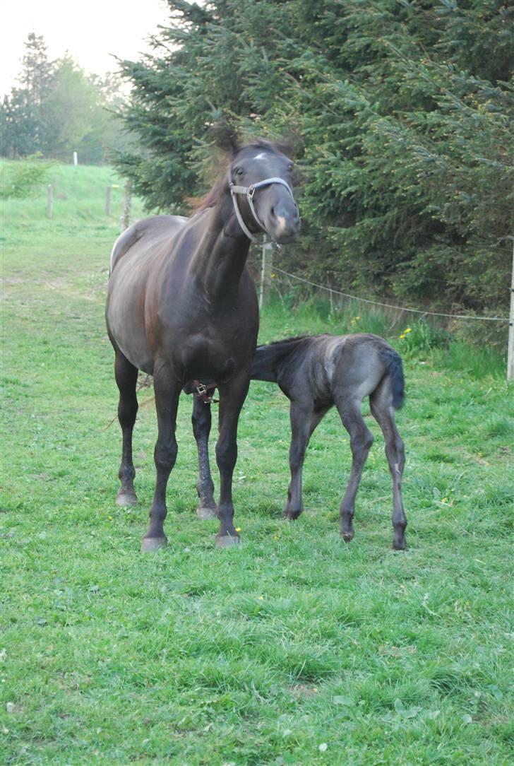 Oldenborg Søballegårds Shakira - Shakira og hendes mor april 2009 Foto: Janni billede 11