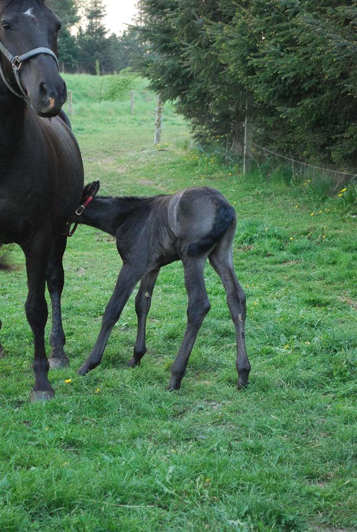 Oldenborg Søballegårds Shakira - Shakira og hendes mor april 2009 Foto: Janni billede 12