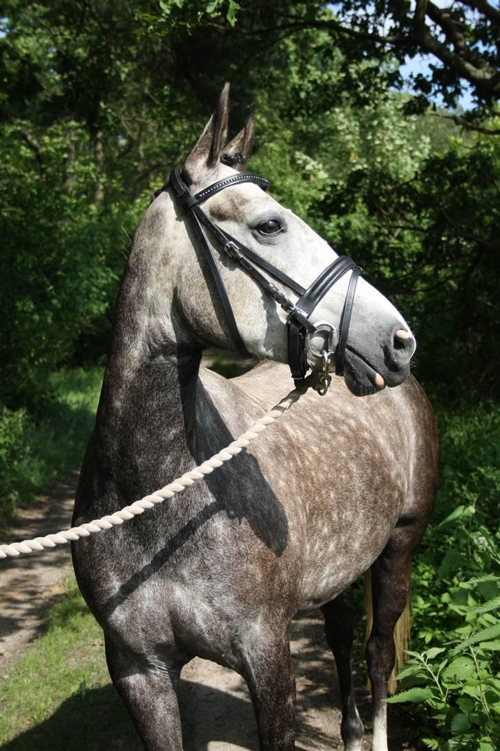 Hollandsk Sportspony Olympia *SOLGT* - Velkommen til Olympia´s Profil - her er min smukke tøs en tur i skoven <3 billede 1