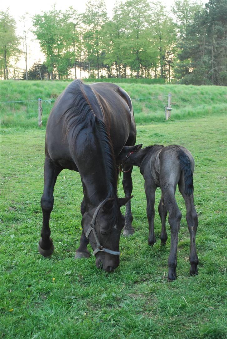 Oldenborg Søballegårds Shakira - Shakira og hendes mor april 2009 Foto: Janni billede 13