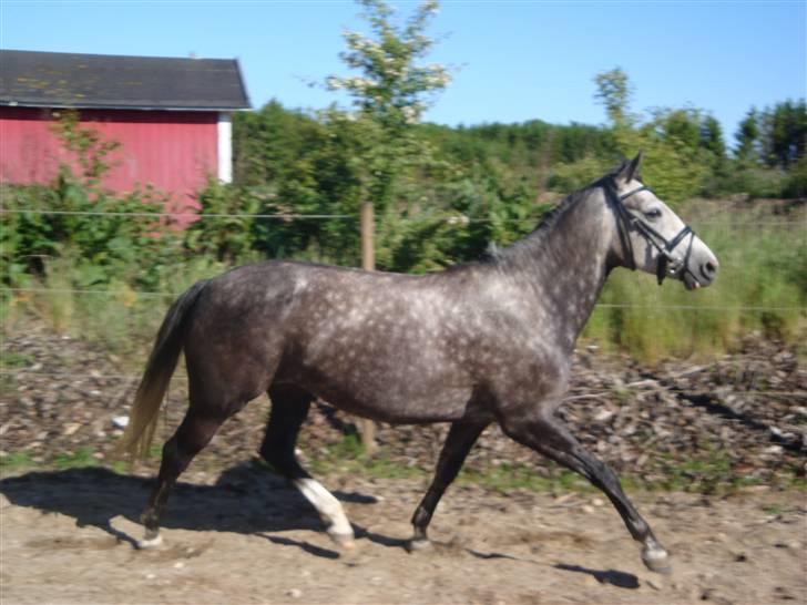 Hollandsk Sportspony Olympia *SOLGT* billede 3