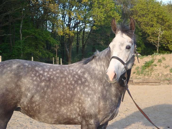 Hollandsk Sportspony Olympia *SOLGT* billede 4