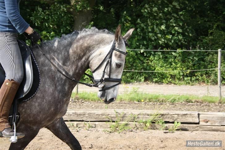 Hollandsk Sportspony Olympia *SOLGT* billede 5