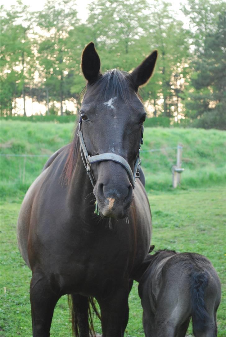 Oldenborg Søballegårds Shakira - Skakira´s mor Gry Foto: Janni billede 14
