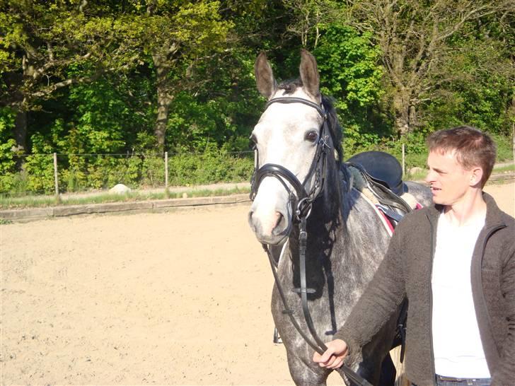 Hollandsk Sportspony Olympia *SOLGT* billede 7