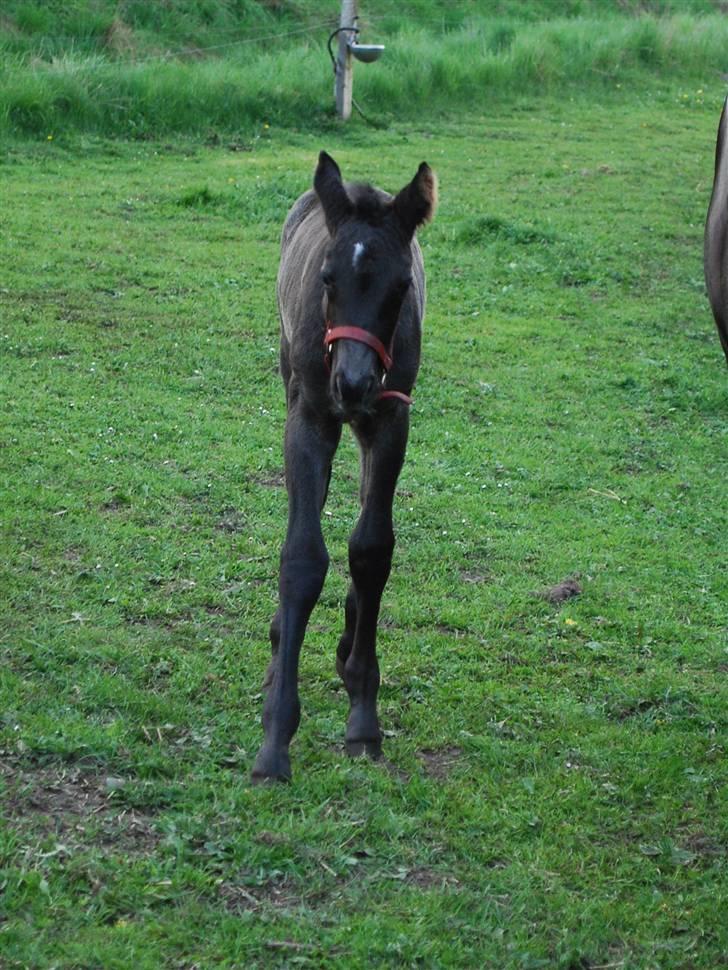 Oldenborg Søballegårds Shakira - Shakira april 2009 Foto: Janni billede 15
