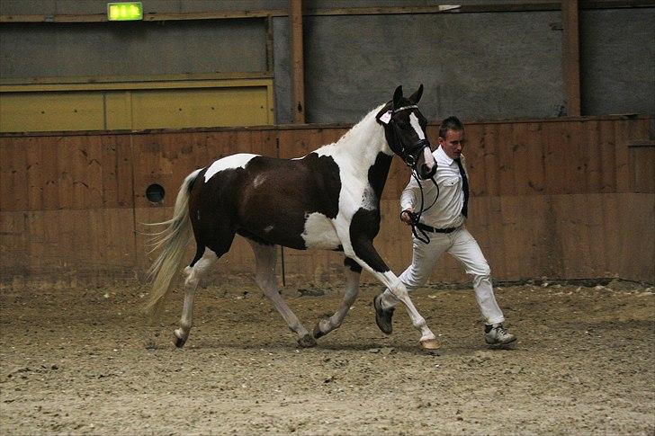 Pinto »{ Hoelgaards Sha Nell }« - Sha nell til EU Kåring 20 sep. 2010 -billedet er købt på CT-Foto billede 3